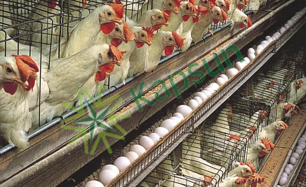 Poultry Farm
